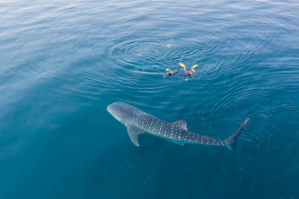 Whale Shark Tours April 2022 Exmouth