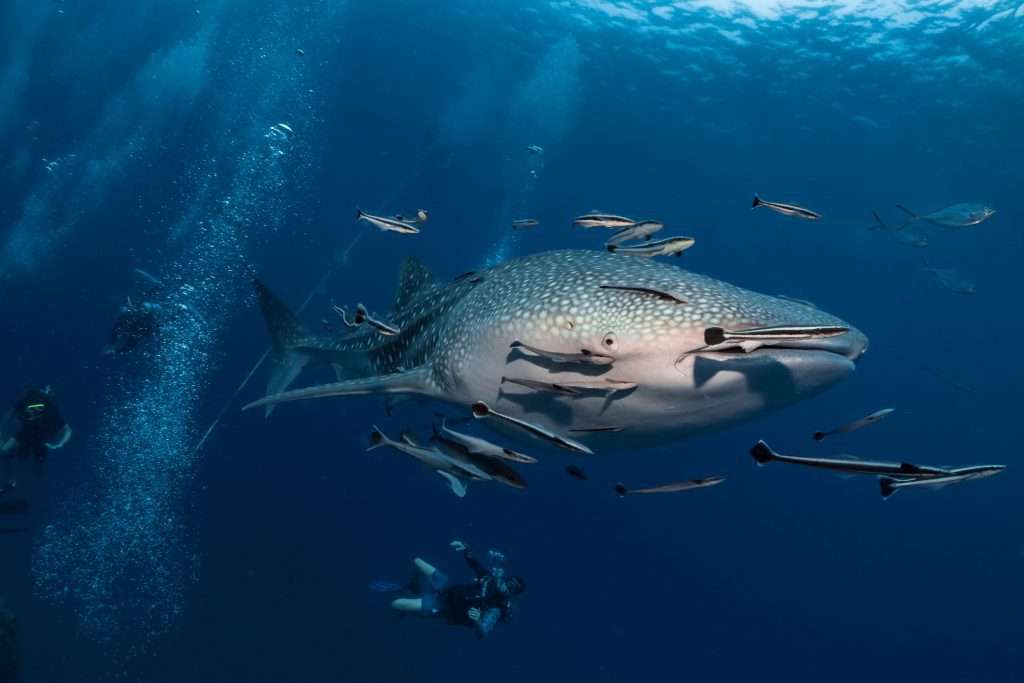 Whale Shark Season in Exmouth