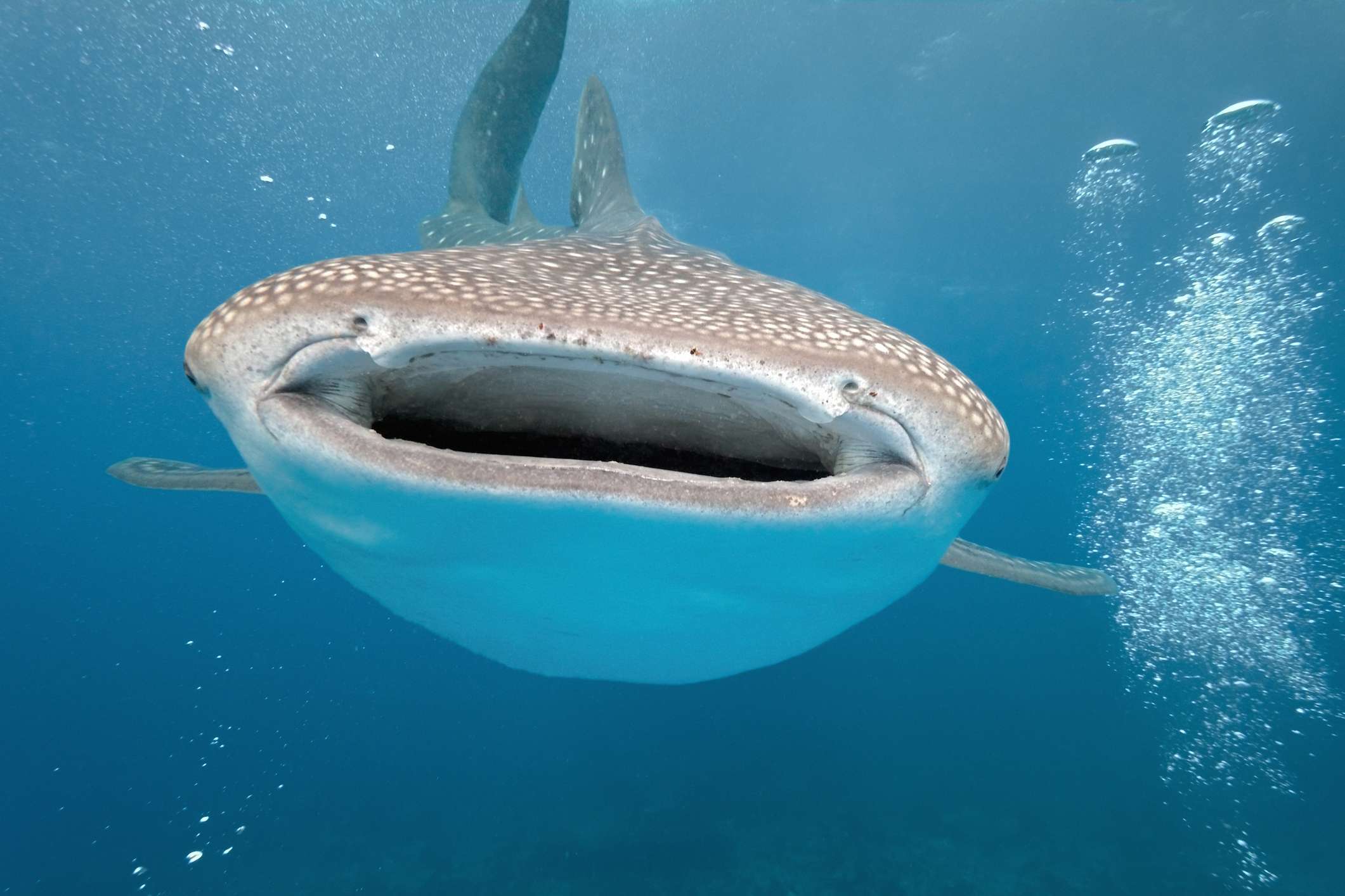 Whale Shark Season in Exmouth