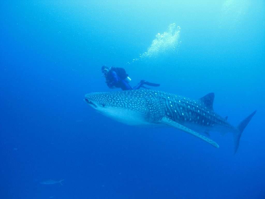 Perth to Exmouth Whale Shark 4-day-tours