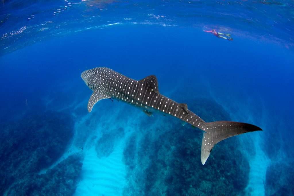 Whale shark Tours March 2022 Exmouth