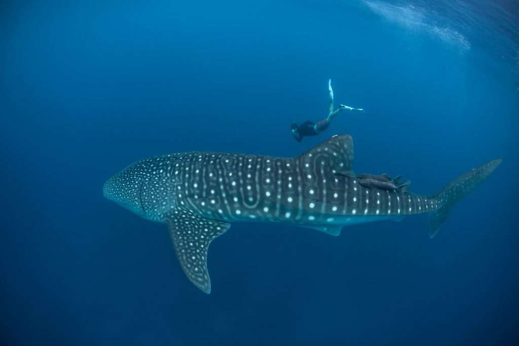 Perth to Exmouth Whale Shark 4-day-tours