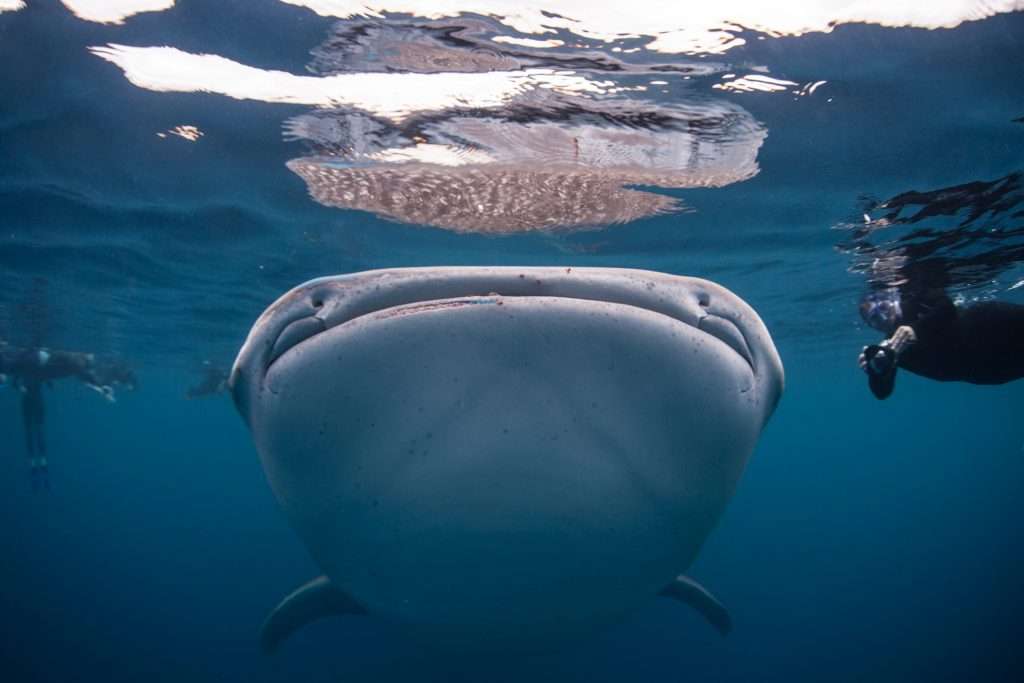 Whale shark Tours March 2022 Exmouth