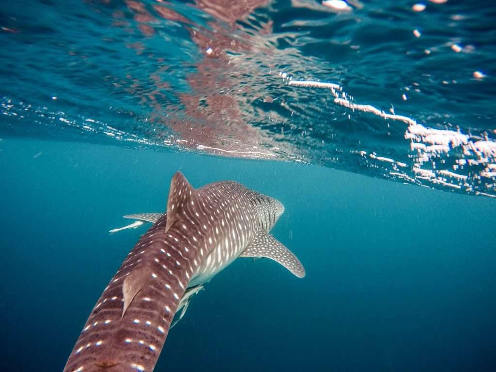 Whale Shark Season in Exmouth