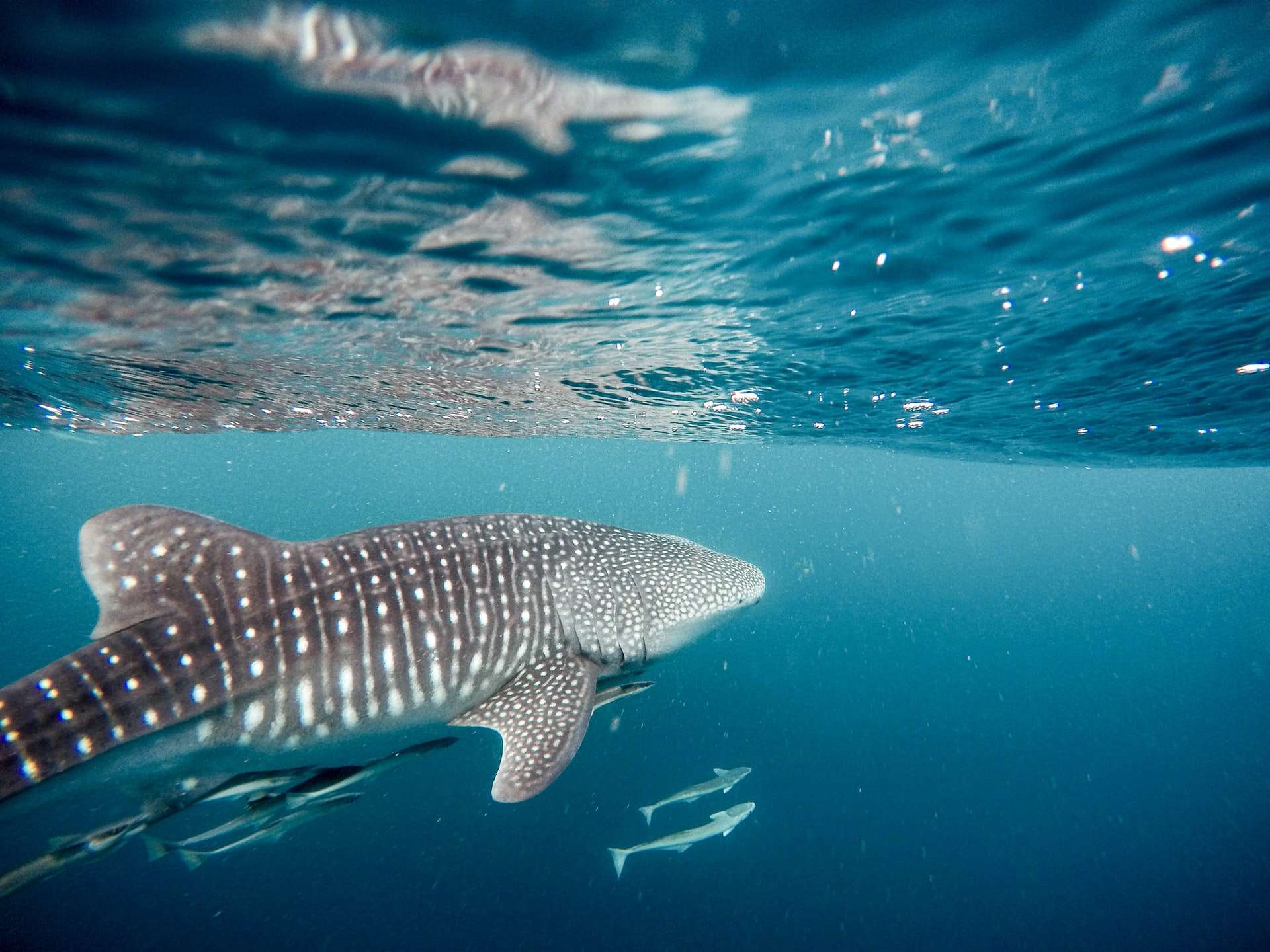 Best Places To Dive With The Whales Sharks (Exmouth & Coral Coast)