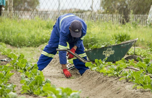 How to find Farm jobs in Western Australia