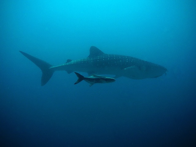 Best places to Dive with the Whale sharks