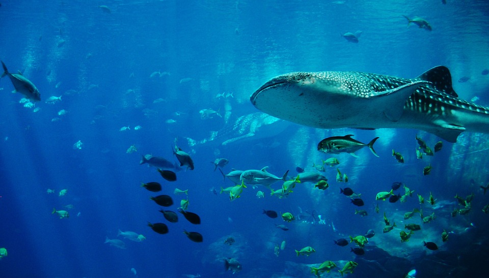 Sharks tours Western Australia