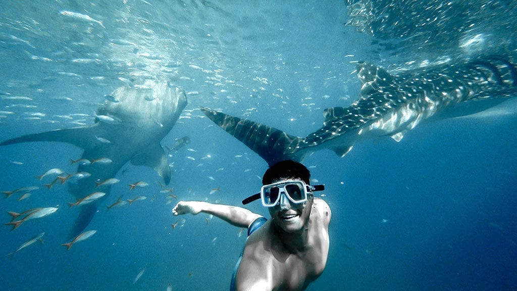 Best Places To Dive With The Whale Sharks (Exmouth & Coral Coast)