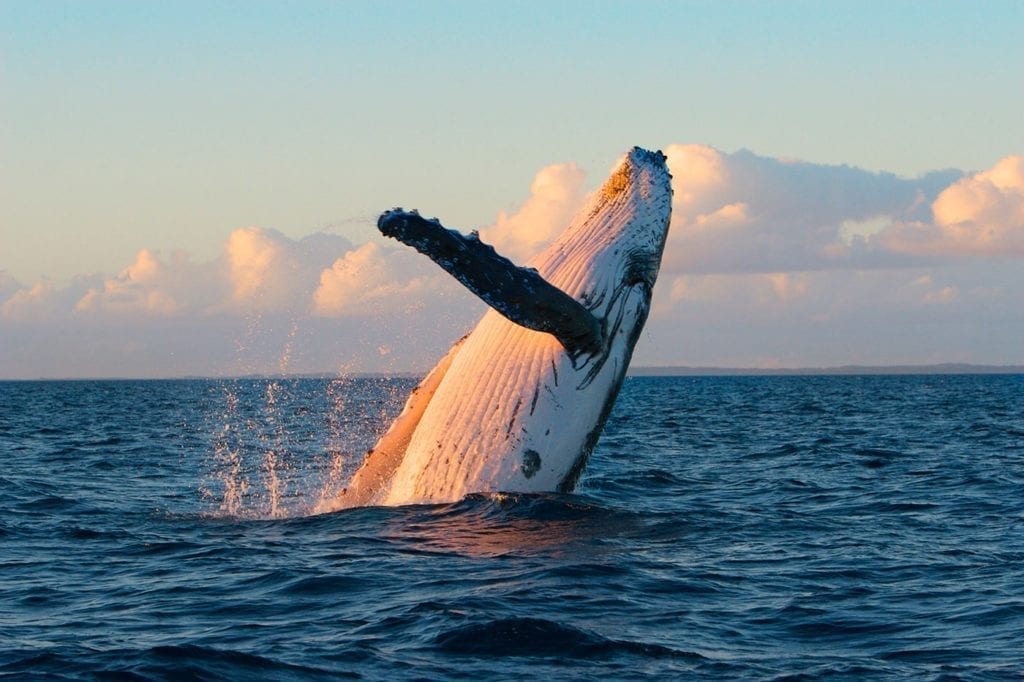 Ningaloo Reef Whale Shark Tours