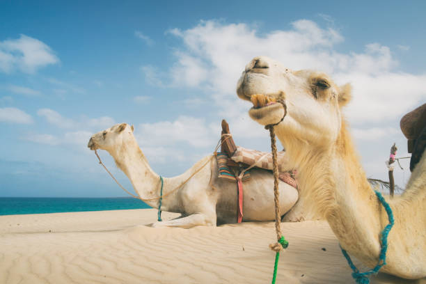 Hitch A Ride And Join The Camel Train Along The Beaches Of Broome Hitch A Ride And Join The Camel Train Along The Beaches Of Broome