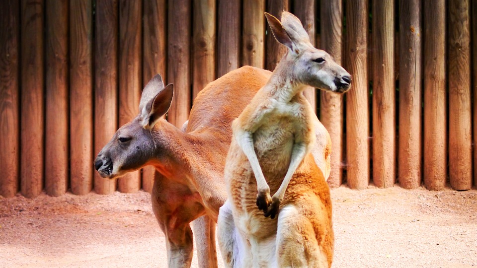 Animals to See Between Darwin and Uluru Animals to See Between Darwin and Uluru