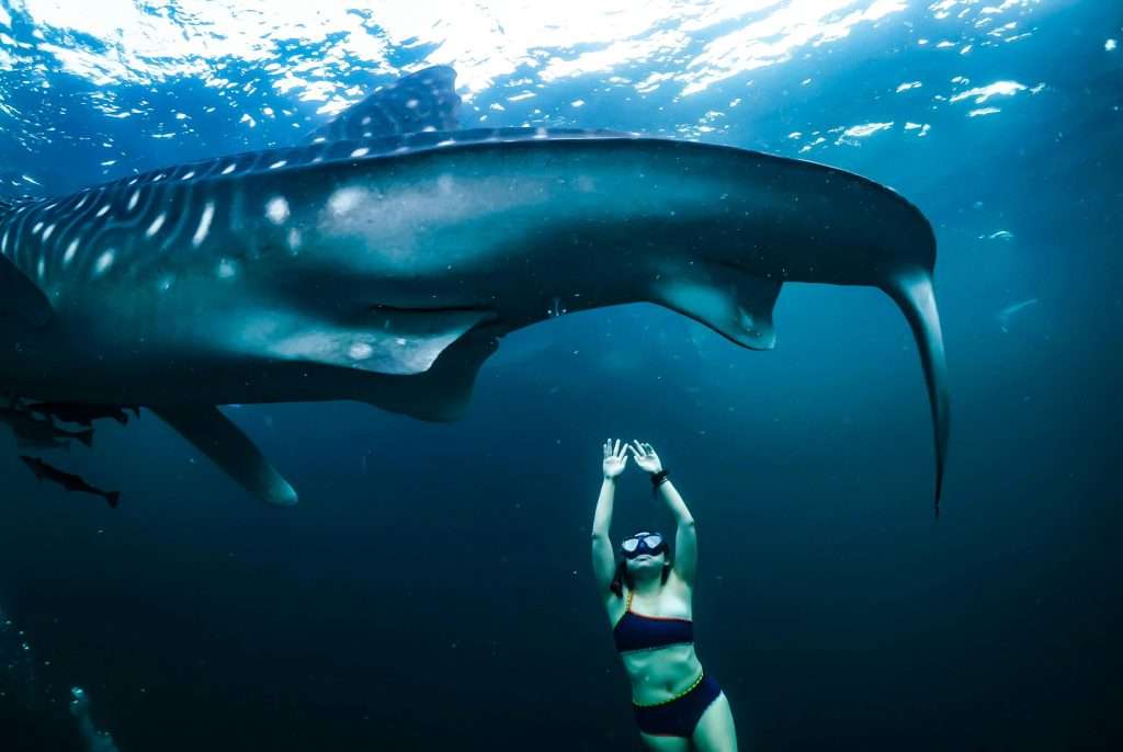 Whale Shark Tours in Exmouth