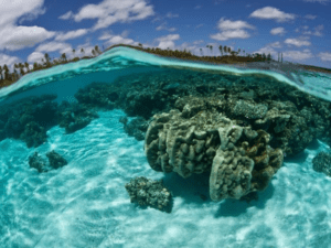 Rottnest Island Tours