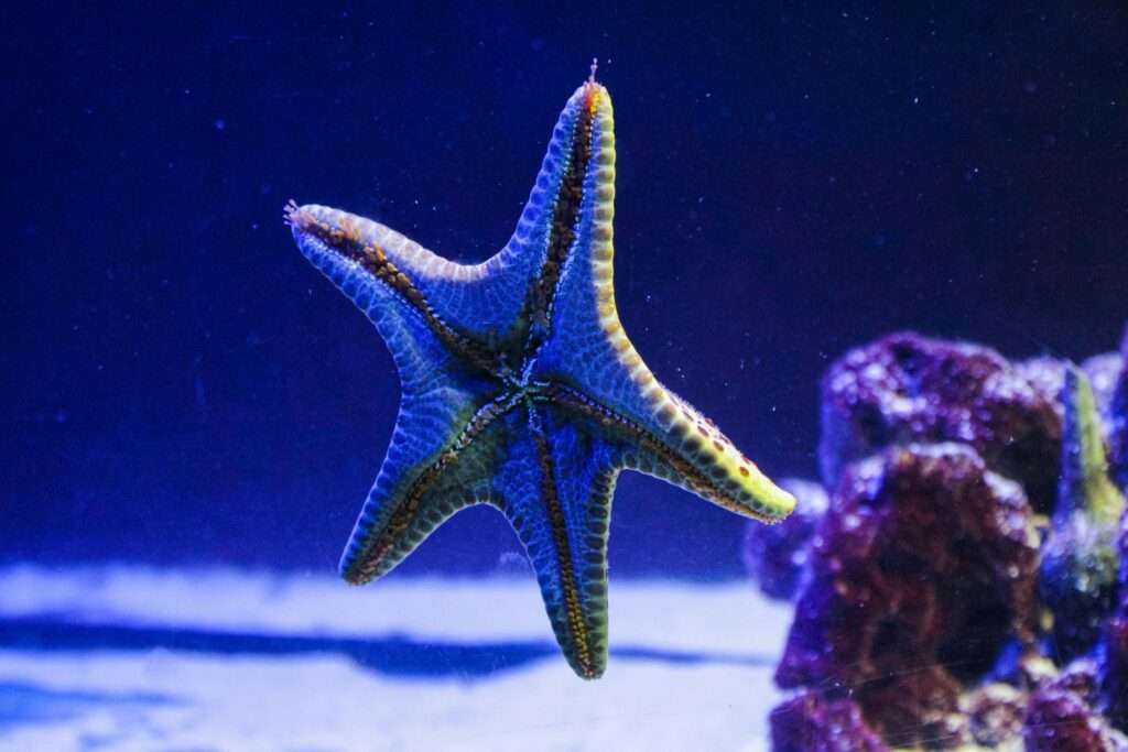 Echinoderms