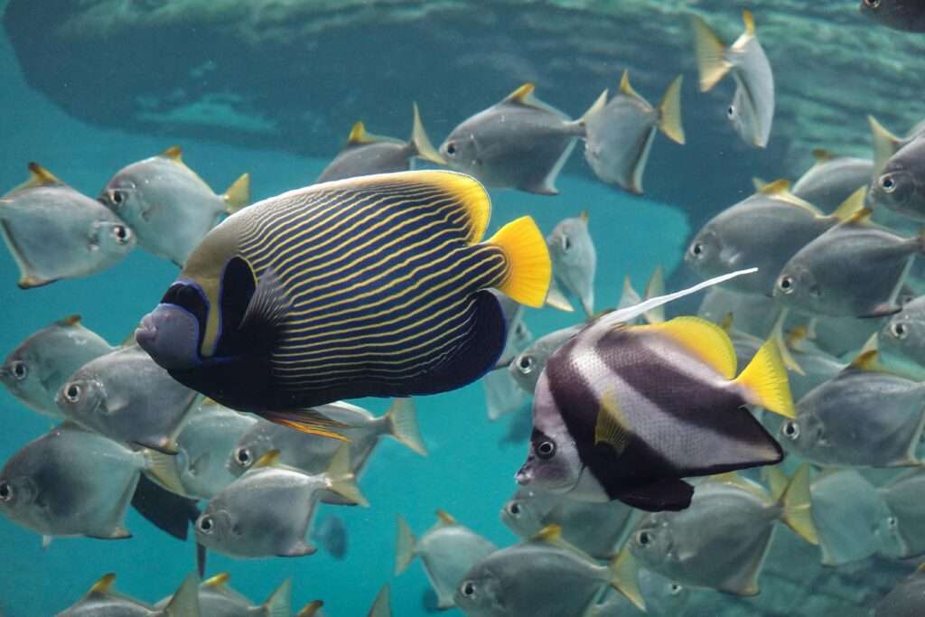 Fish in a Range of Colours