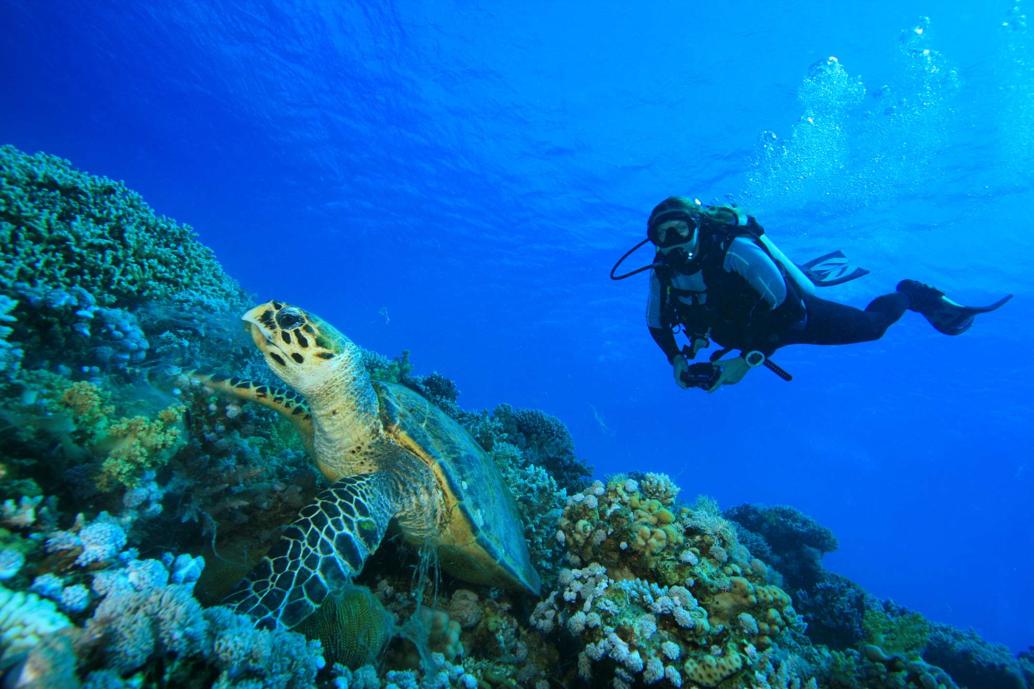 Places to Dive Near Perth
