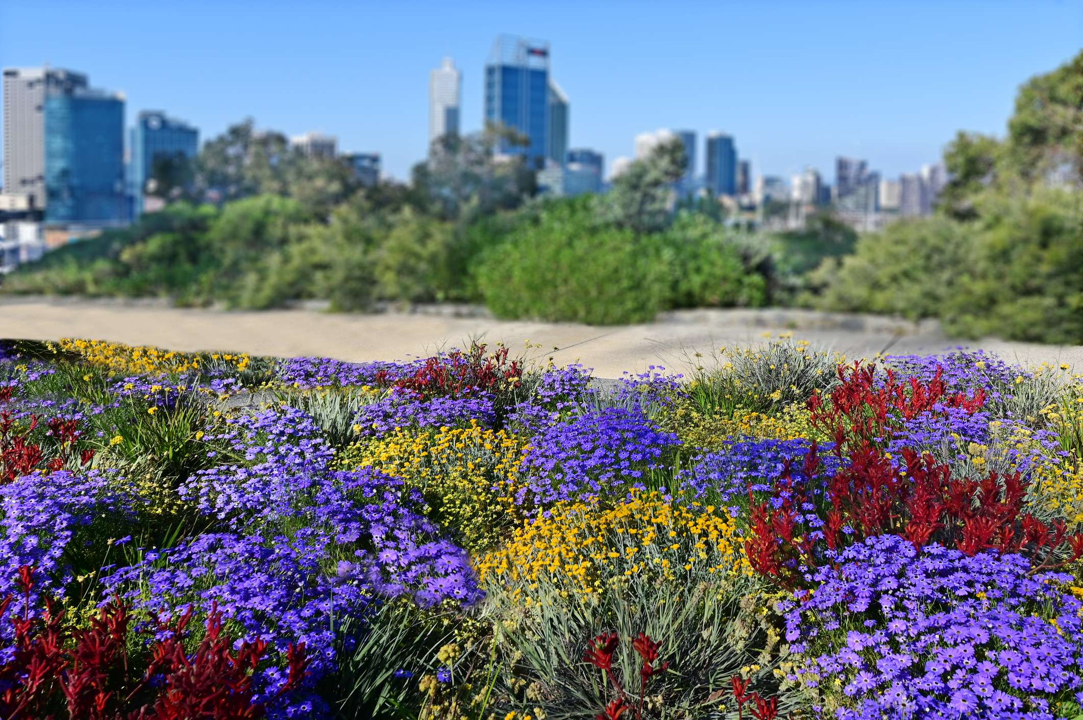 Wildflowers blooming at Kings Park and Botanic Garden Perth Western Australia Ten Day Trips From Perth