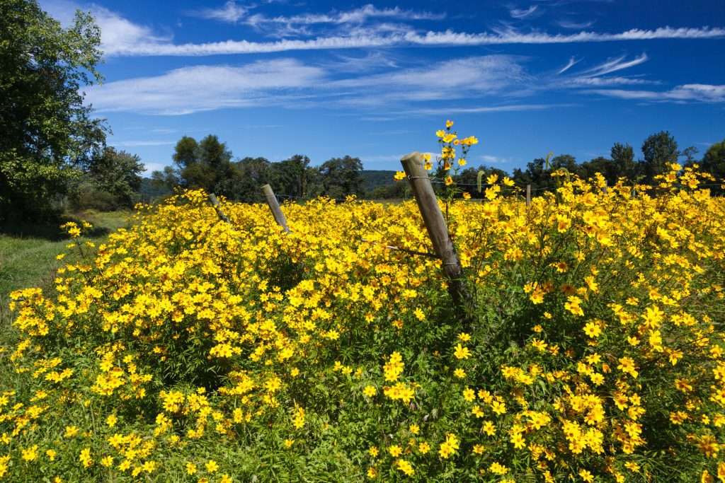 australian wildflowers