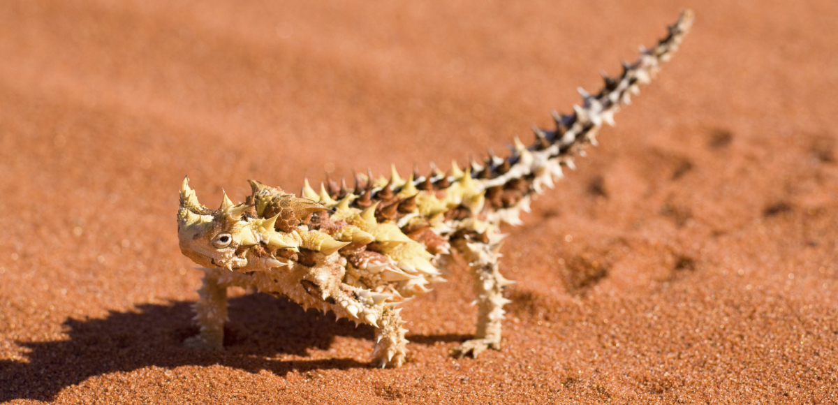 9 Animals To Look Out For Between Darwin And Uluru 9 Animals To Look Out For Between Darwin And Uluru