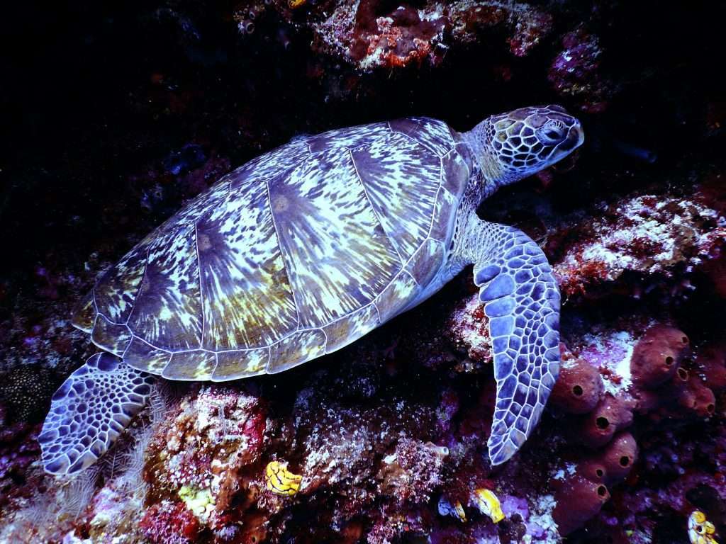 East Coast Australia Tours