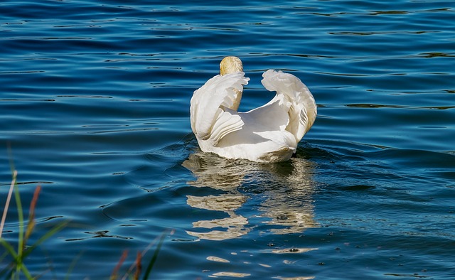 swan-3373938_640 Things to do in Perth this Weekend