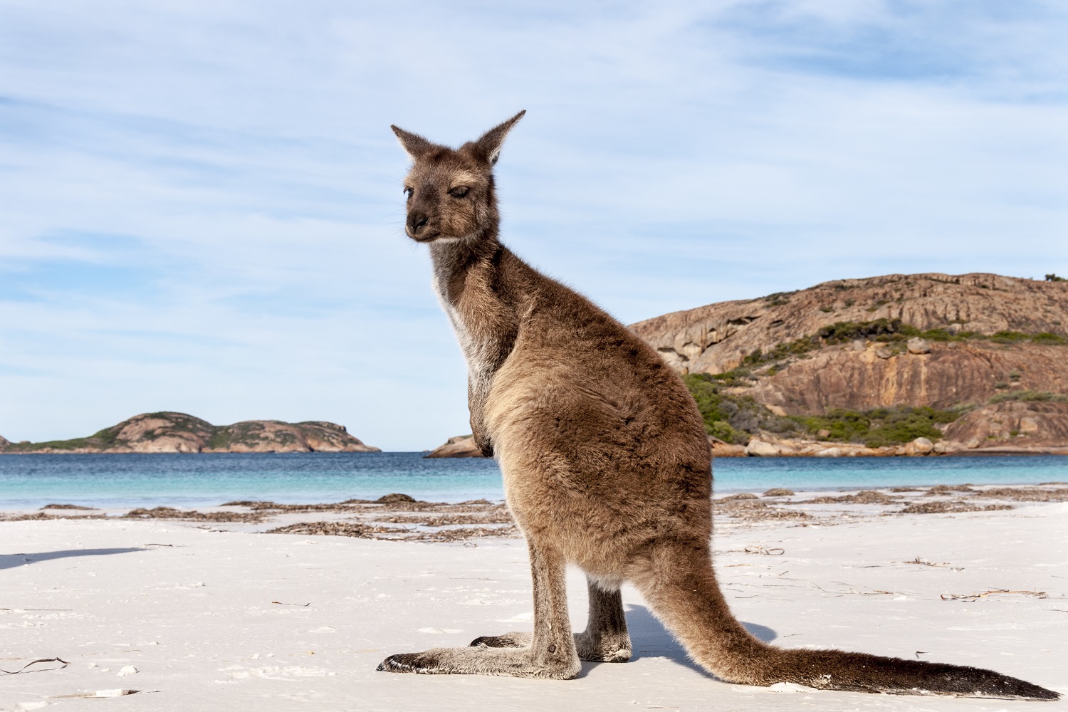 Kangaroo Island Tour Deals: things to do south australia