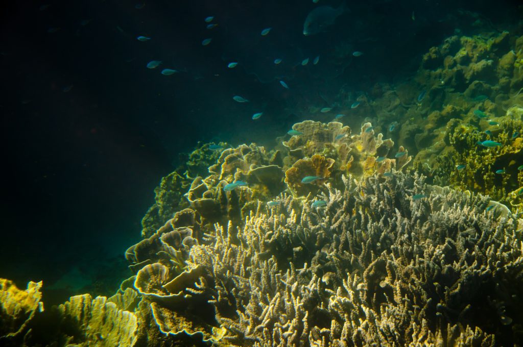 whale shark tours ningaloo reef