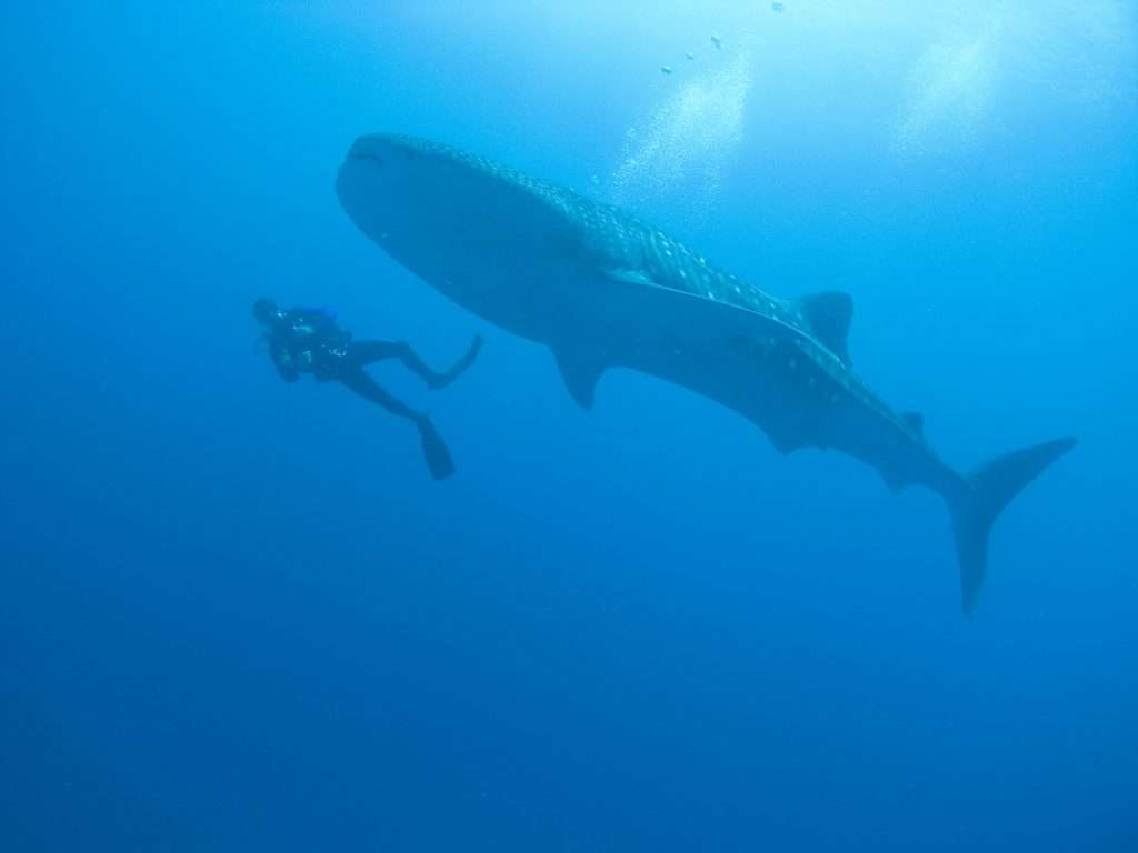 Whale shark tours Western Australia