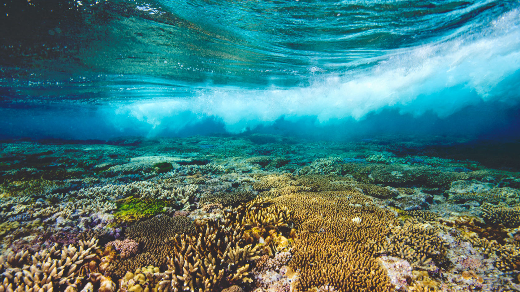 Great Barrier Reef Tours And Cruises Great Barrier Reef Tours And Cruises