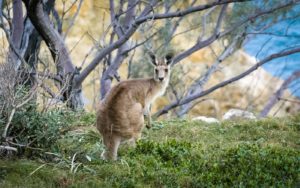 Perth to Kalgoorlie bus and coach tours attractions
