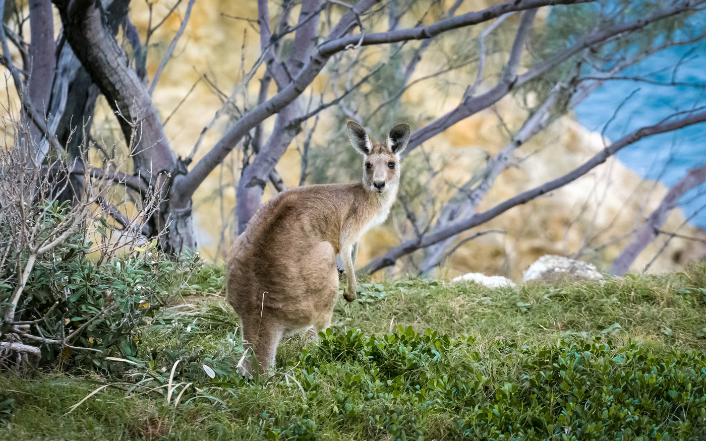 wild life Australia