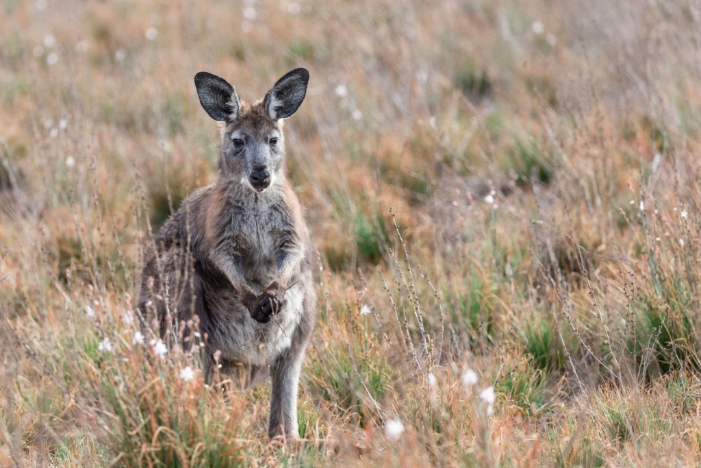 Adelaide to Perth Adventure Tour by Bus