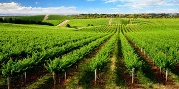 south australia wine tours south australia wine tours