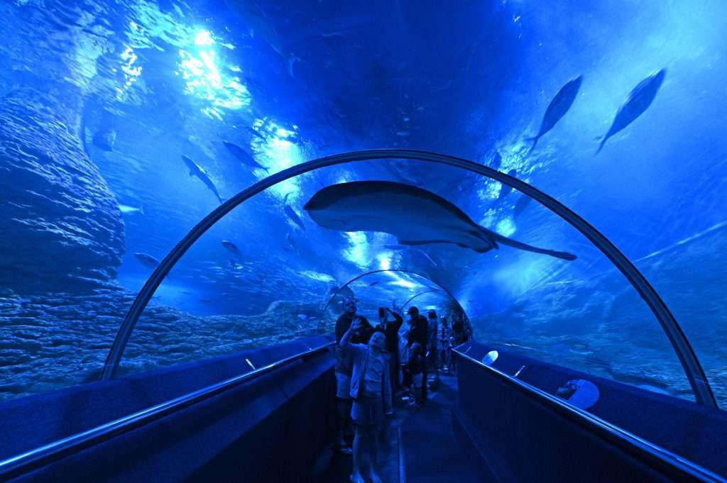 Things to do in Perth Aquarium Aboriginal Art Wildlife and Beaches