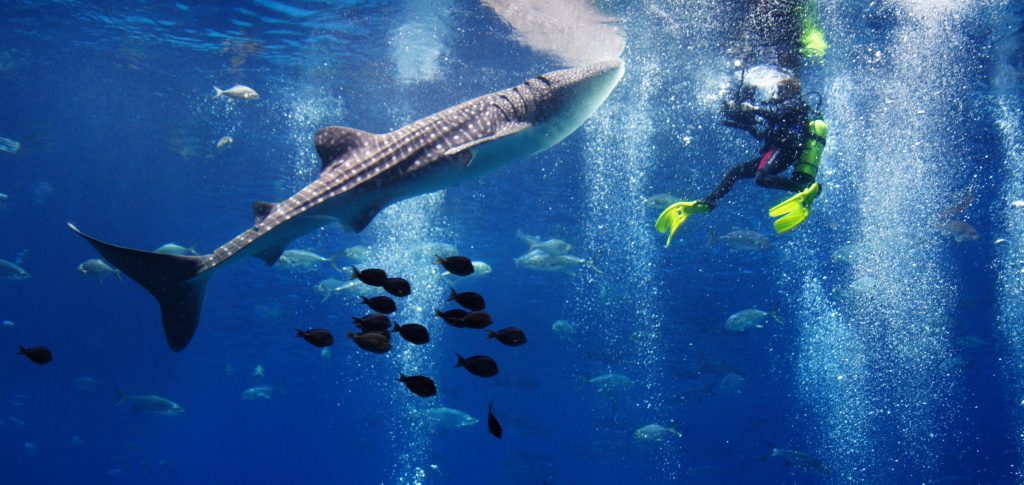 Hop on Hop off Exmouth – Swim with whale sharks
