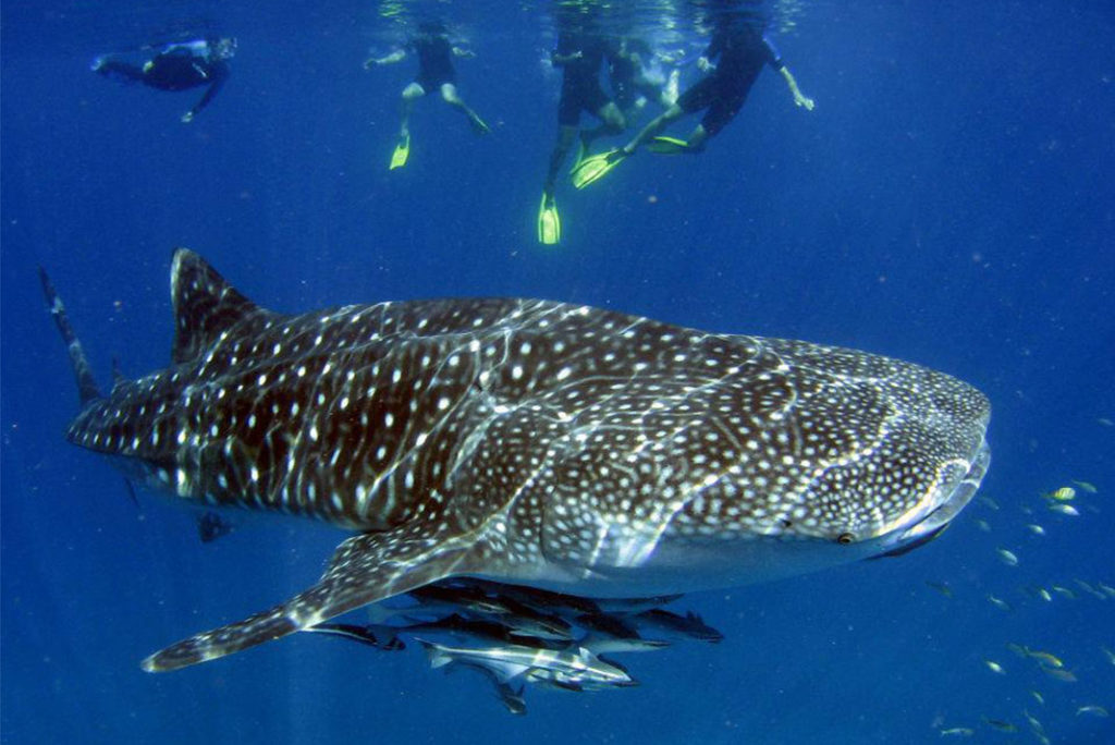 Hop on Hop off Exmouth – Swim with whale sharks