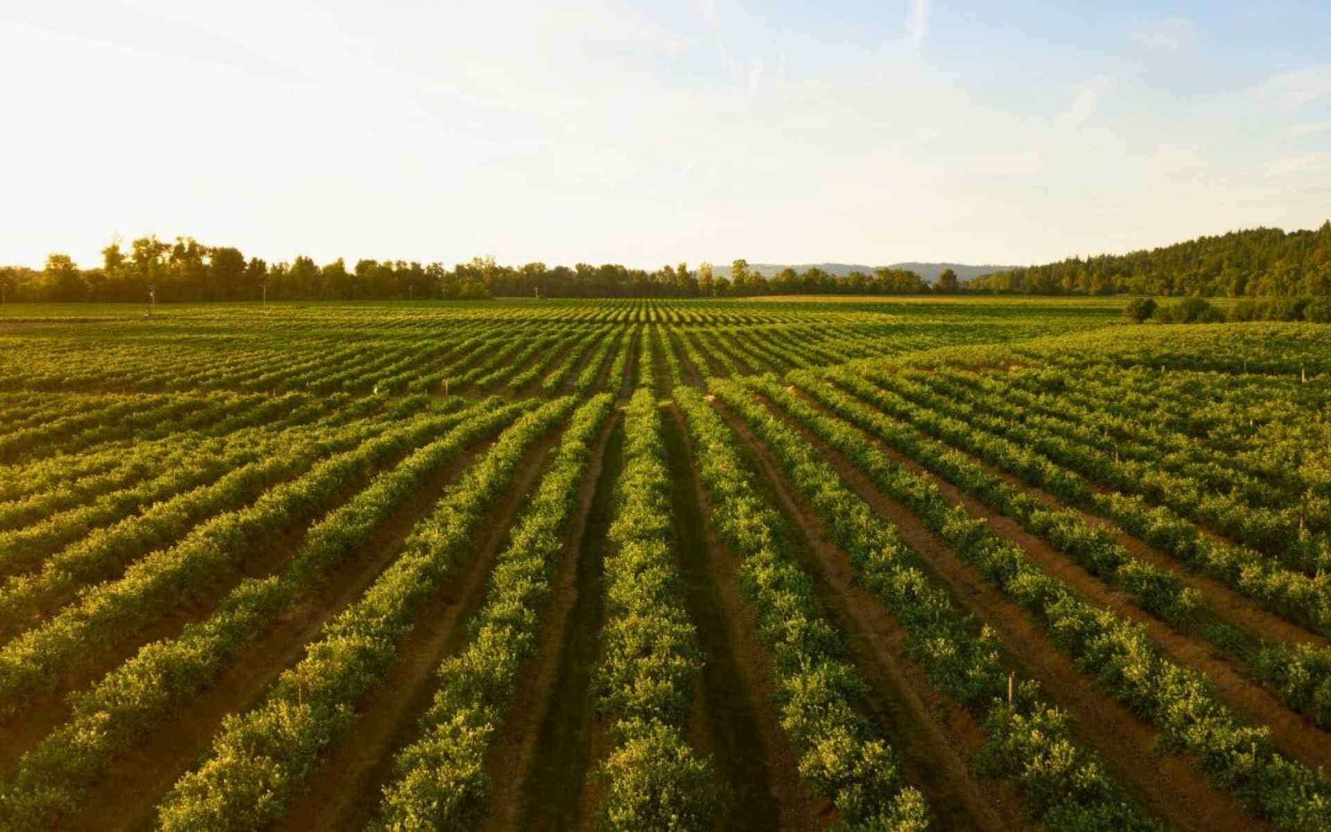 Australia Farm work
