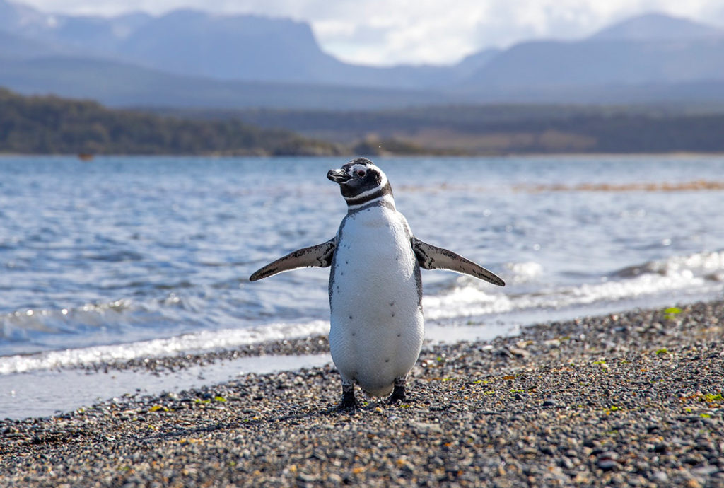 Day Trip to Penguin Island for Backpackers