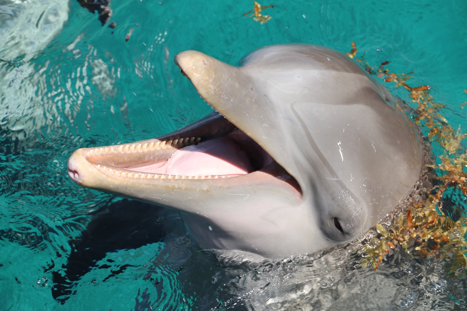 Dolphins Mandurah Western Australia Backpacker Bus Tours