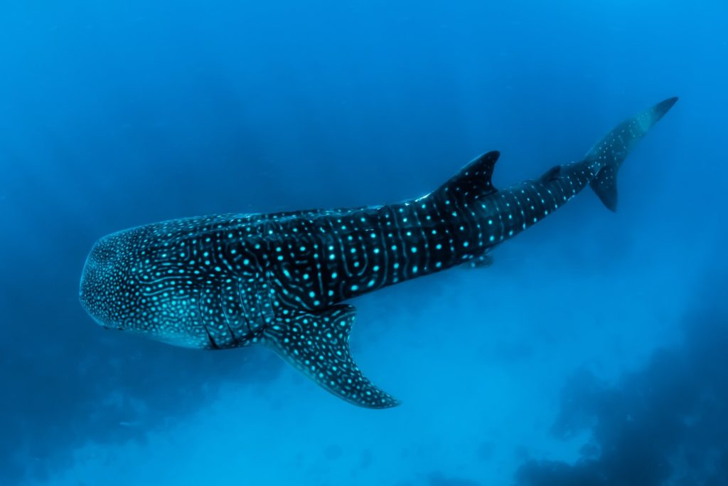 Ningaloo Reef Whale Shark Tours