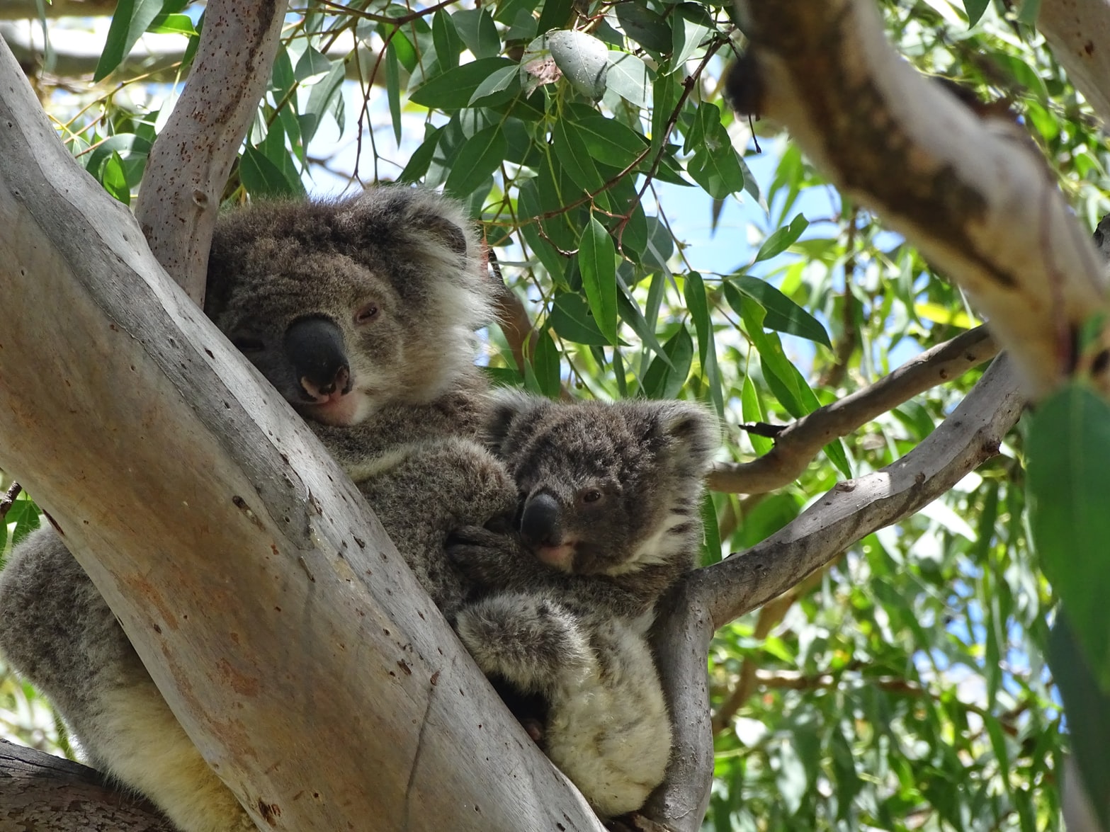 Day Trips and Tours from Melbourne this February