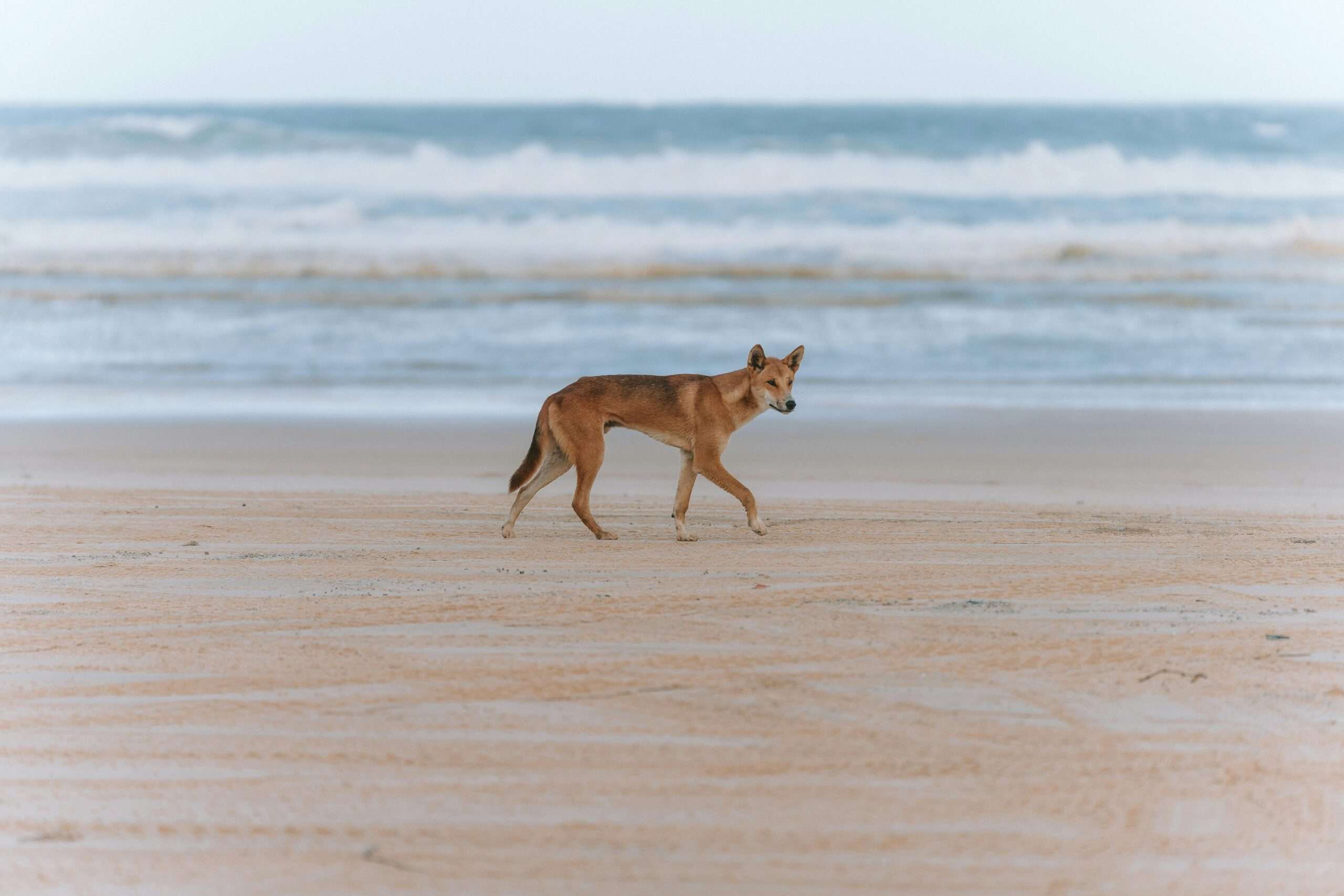 Fraser Island Queensland Tours Fraser Island Whitsundays