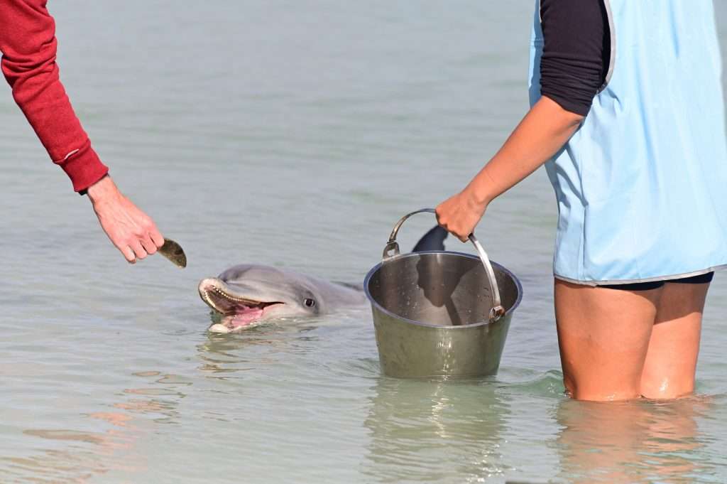 Whale Shark Season Exmouth March to August 2022