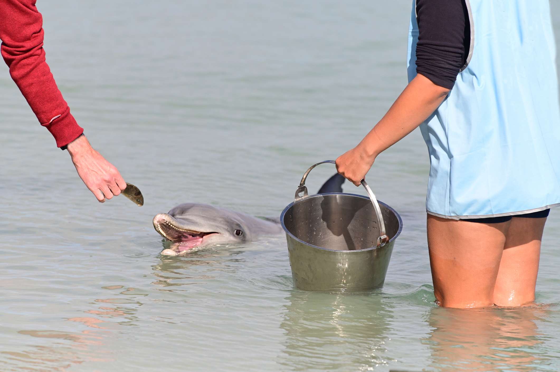 Whale Shark Season Exmouth March to August 2022
