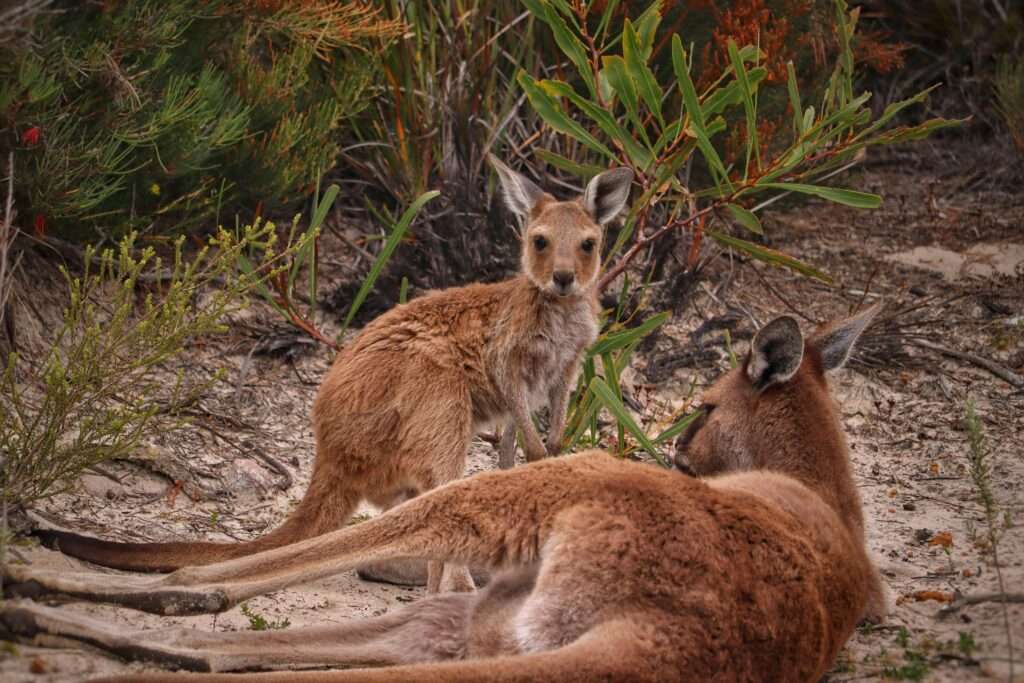 kangaroos