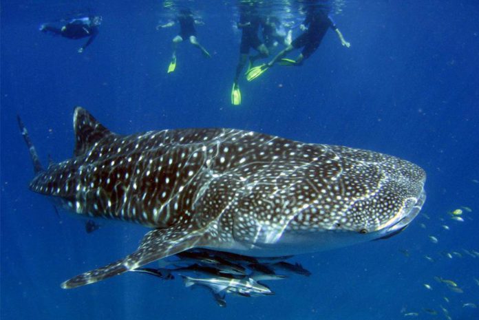 Whale Shark Season Exmouth March to August 2022