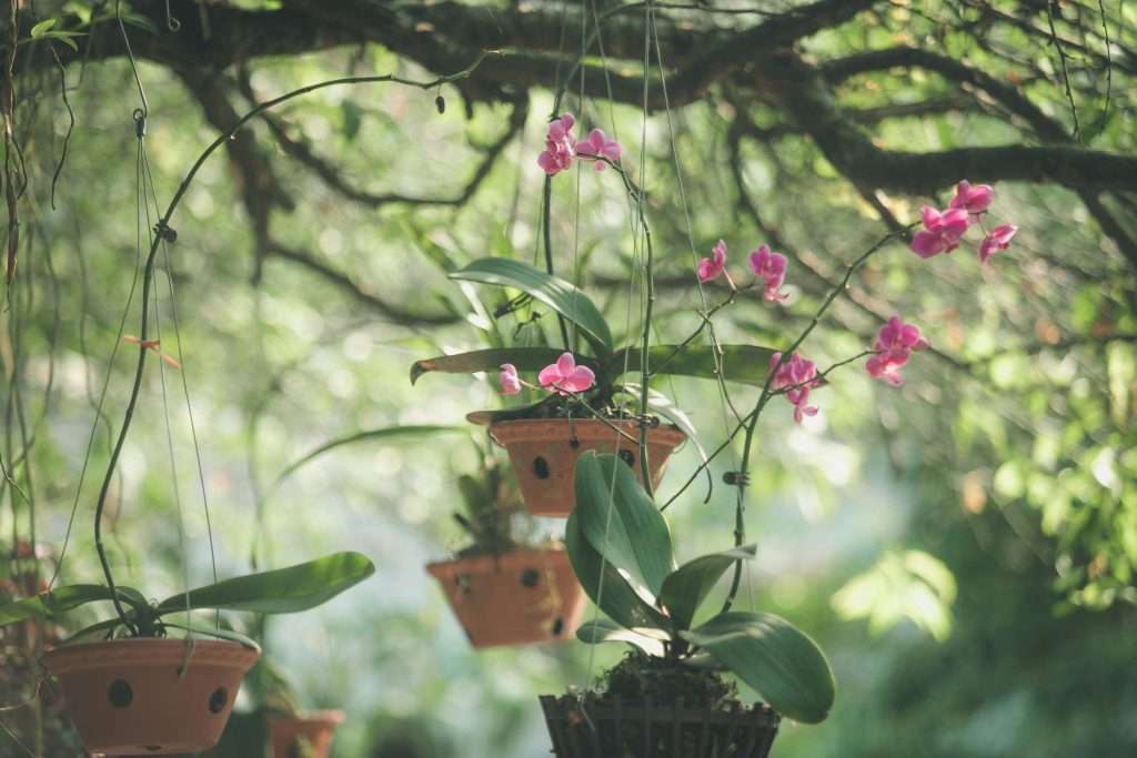 Royal Botanical Gardens