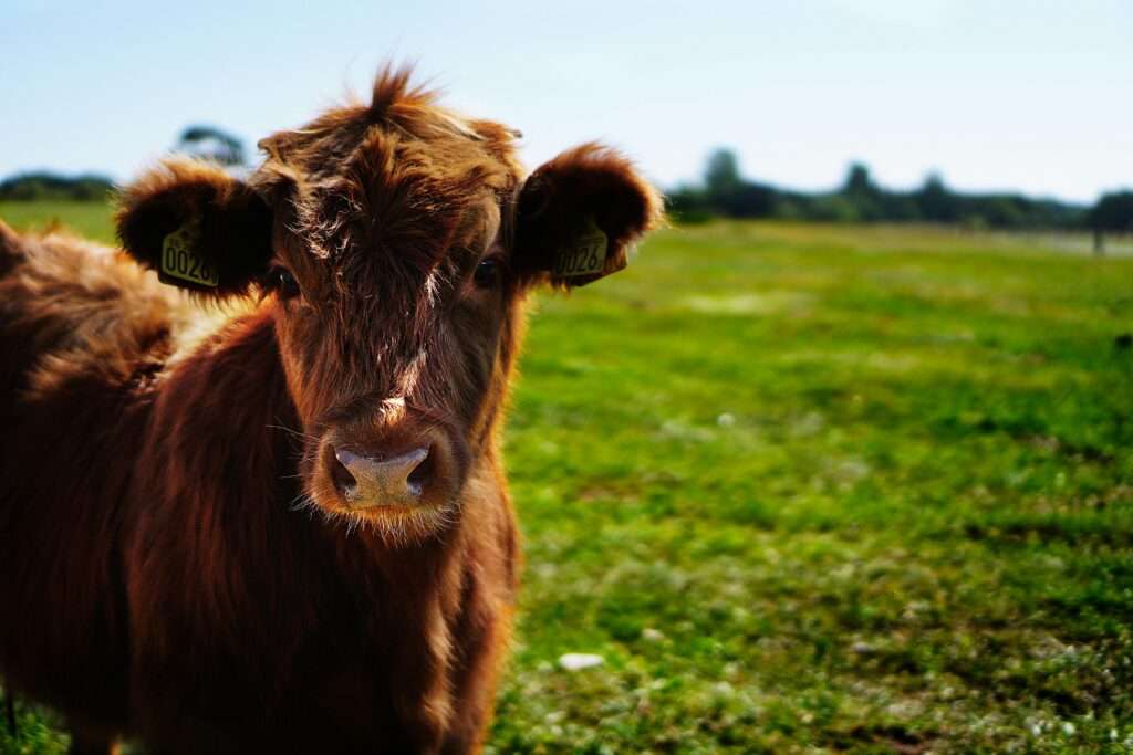 Dairy Farm