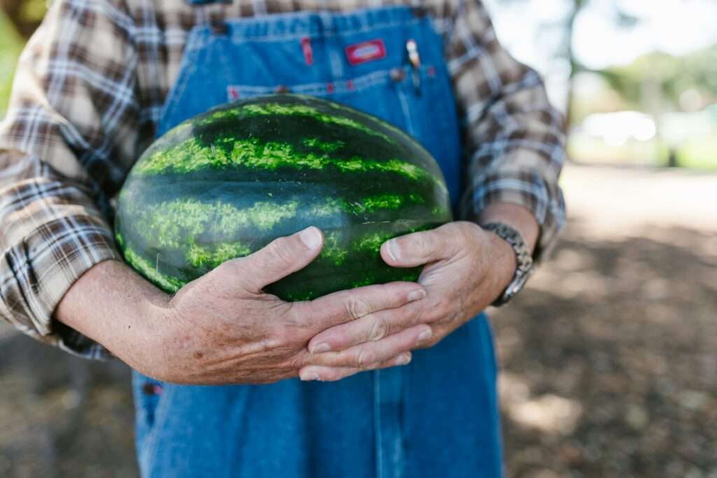 Watermelon Farm